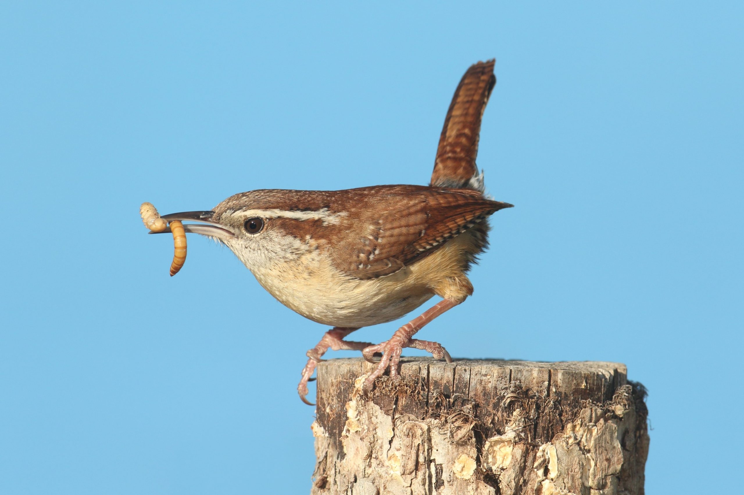 Carolina wren scaled