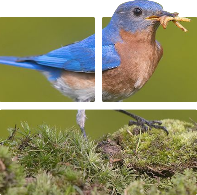 About - Mealtime Mealworms