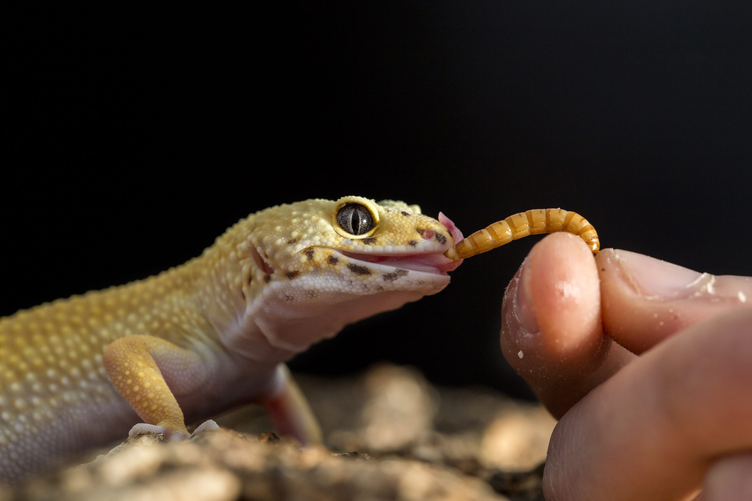 Leopard gecko min min scaled