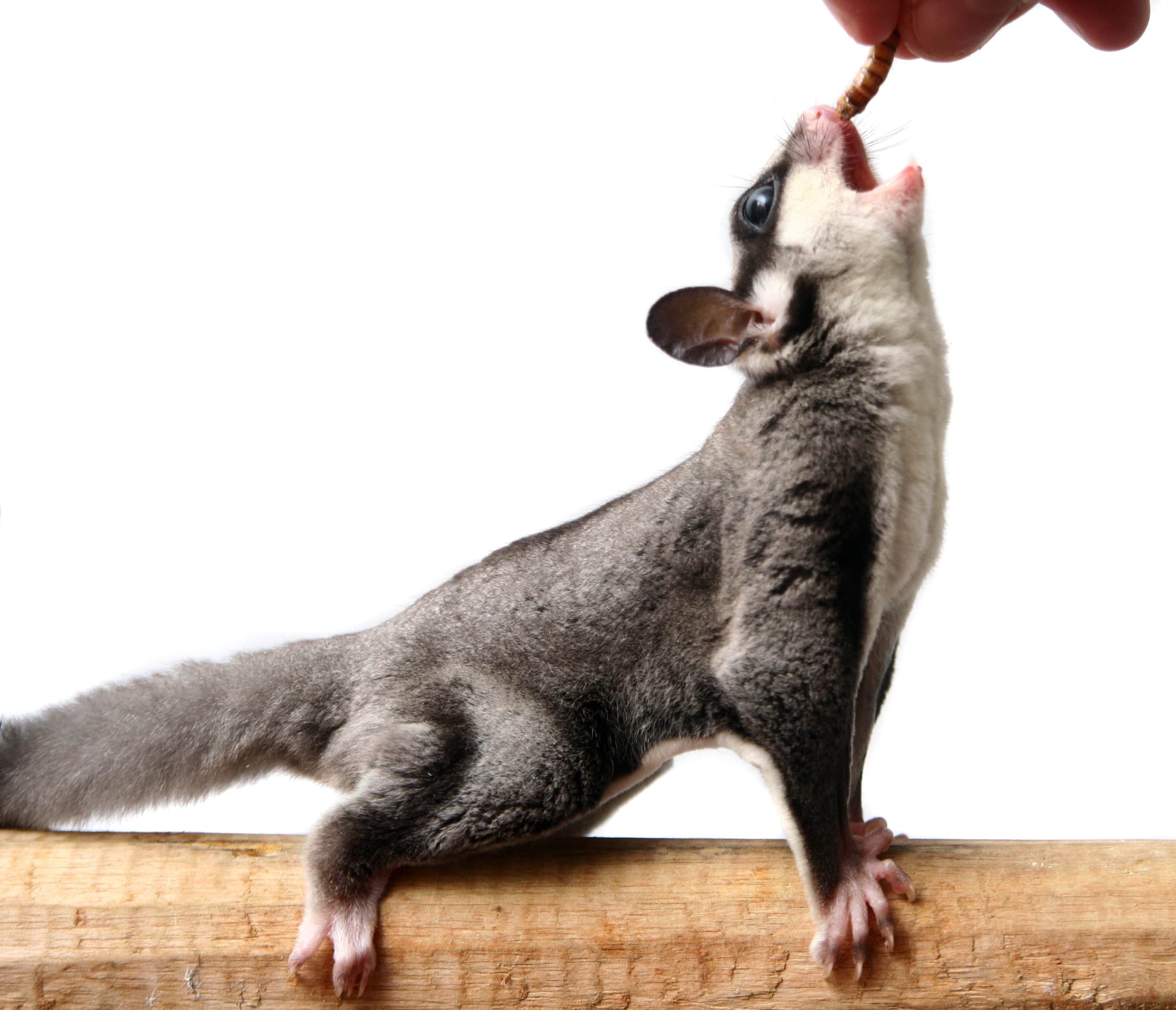 Sugar glider scaled