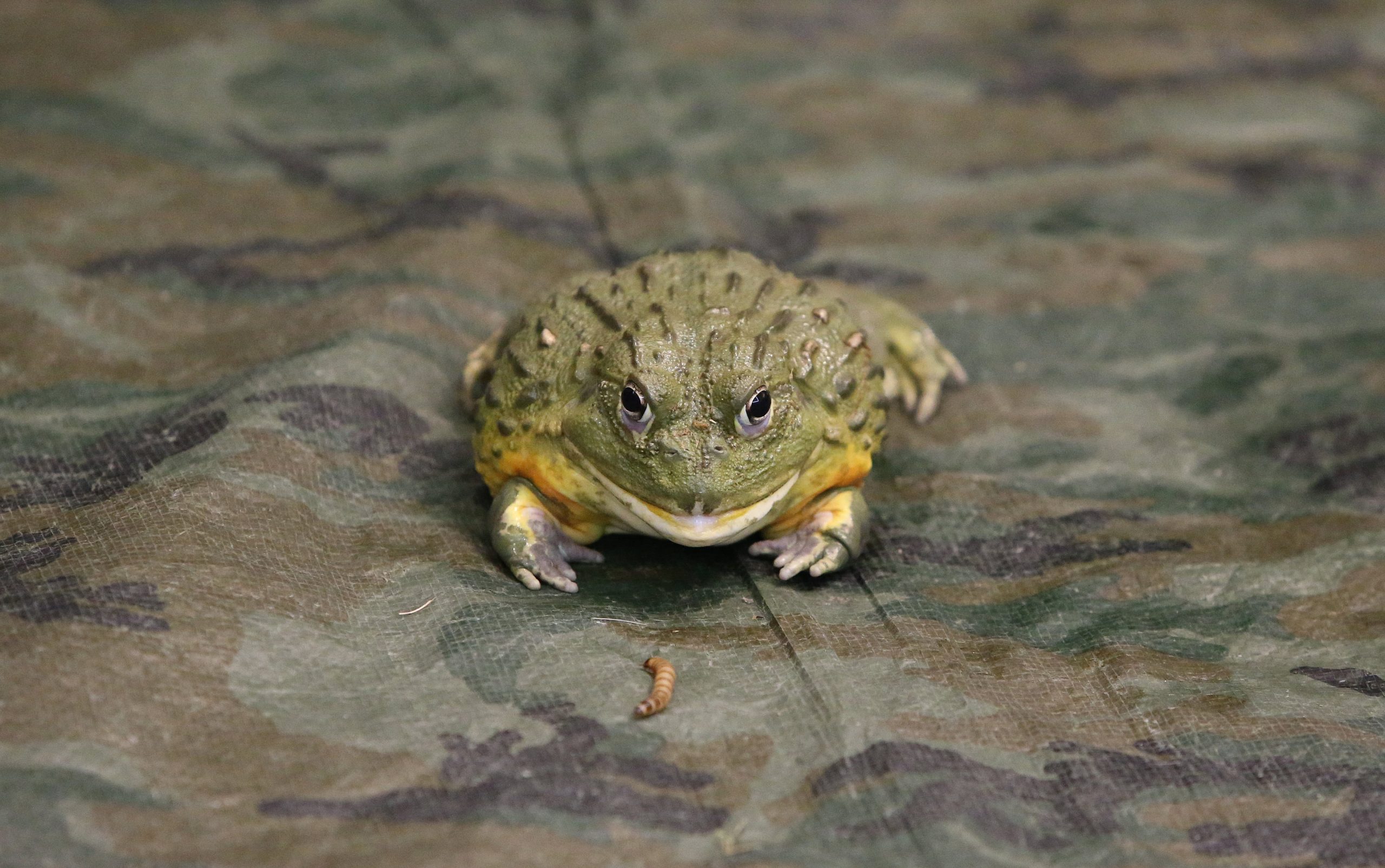 african bull frog scaled