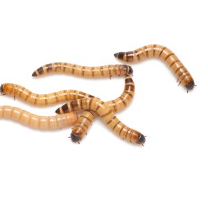 Medium Mealworms - Mealtime Mealworms