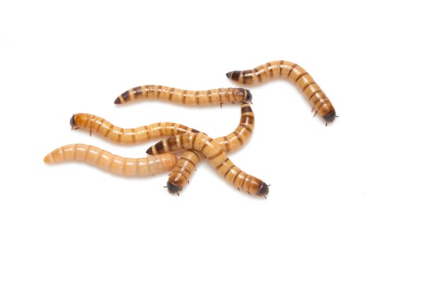 Medium Mealworms - Mealtime Mealworms