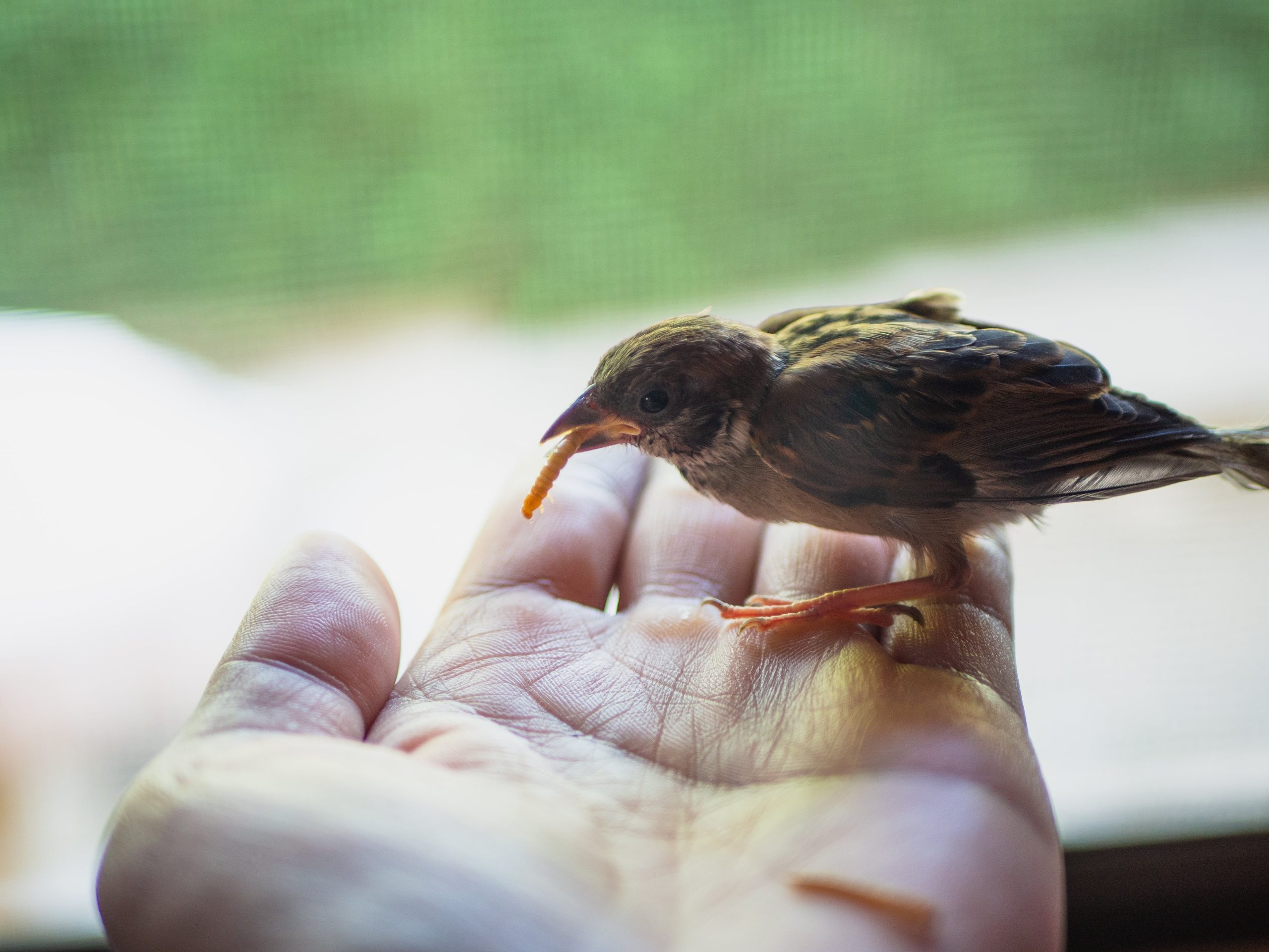 sparrow bird scaled