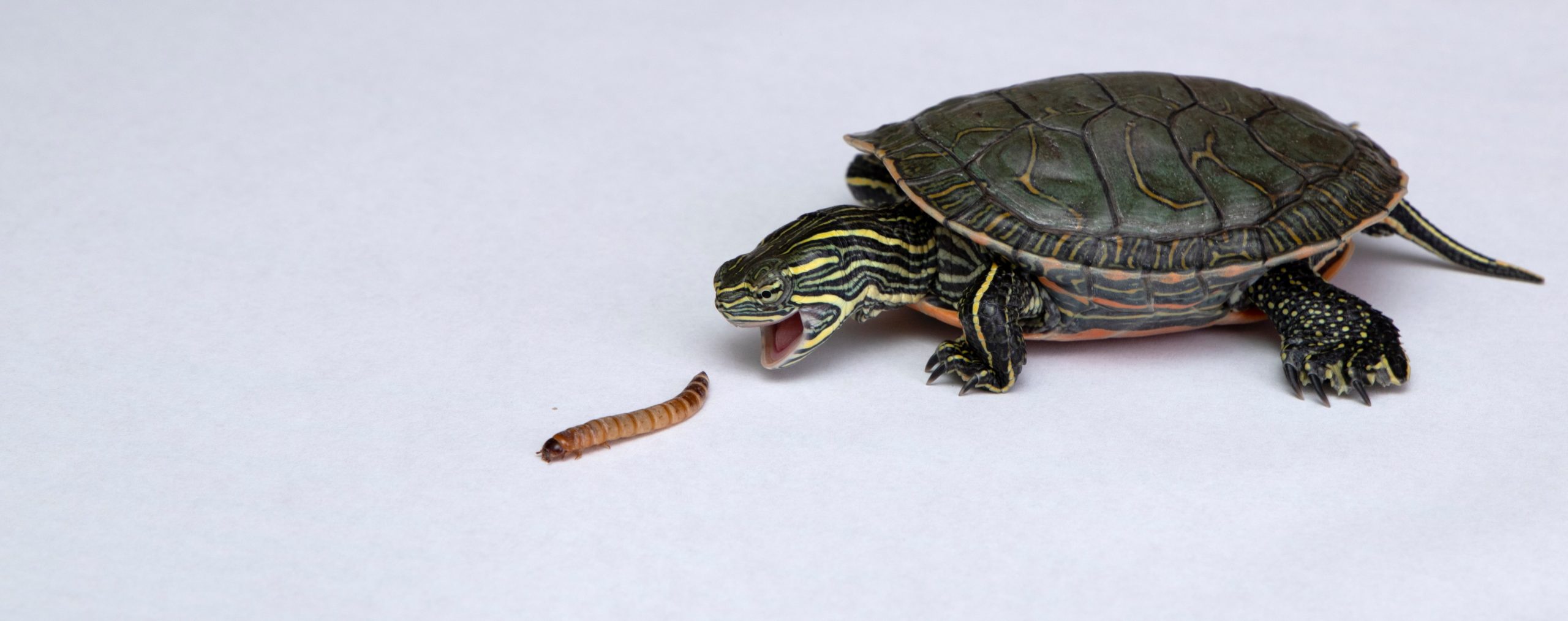 western painted turtle scaled