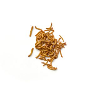 Mini Mealworms