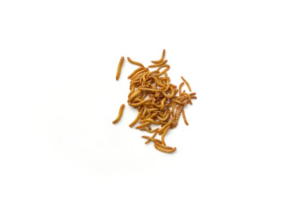 Mini Mealworms