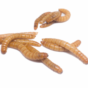Mealtime Mealworms Live Medium