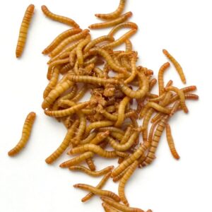 Live Medium Mealworms