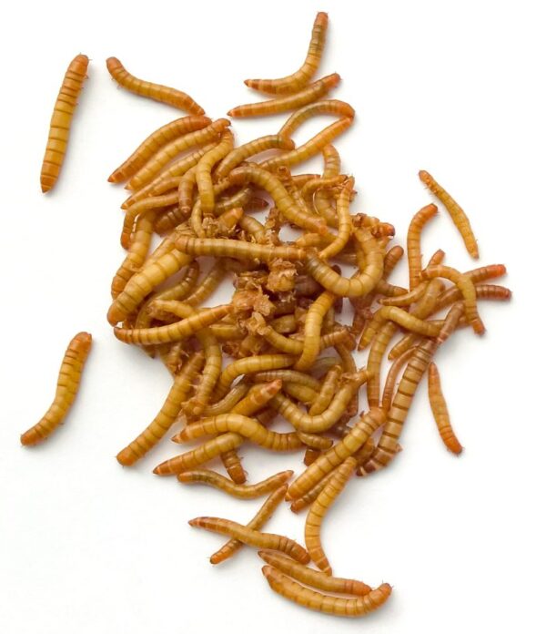 Live Medium Mealworms