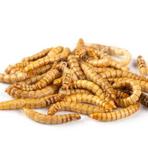Live Large Mealworms