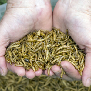 Roasted Mealworms
