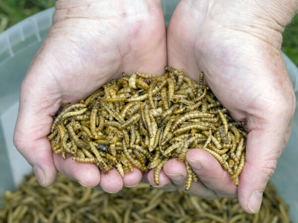 Roasted Mealworms