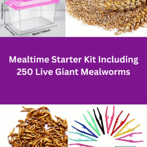Mealworm Starter Kit Including 250 Giants