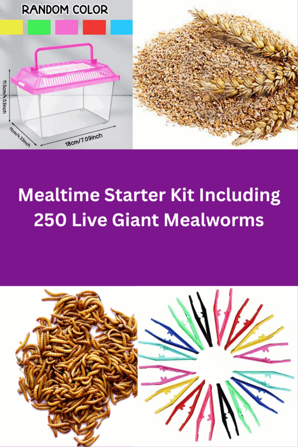 Mealworm Starter Kit Including 250 Giants